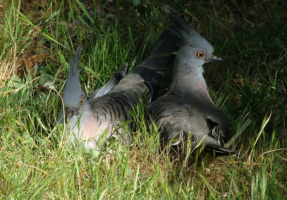 A pair of young crested pigeons keeping a low profile in the grass near South 5 camping site at Grampians Paradise Camping and Caravan Parkland